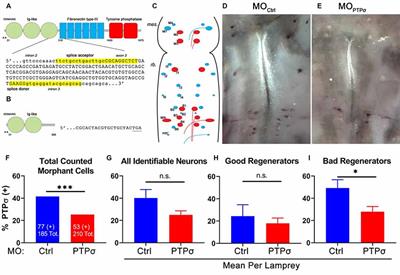 PTPσ Knockdown in Lampreys Impairs Reticulospinal Axon Regeneration and Neuronal Survival After Spinal Cord Injury